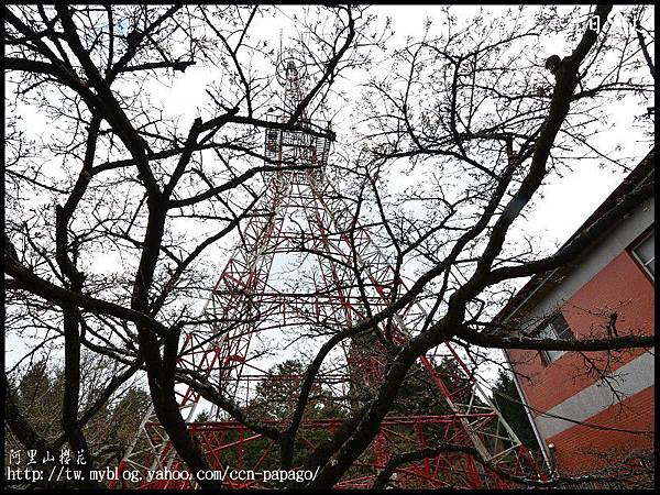 阿里山櫻花DSC_4080 阿里山櫻花DSC_4080