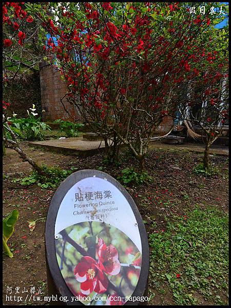 阿里山櫻花DSC_4087 阿里山櫻花DSC_4087