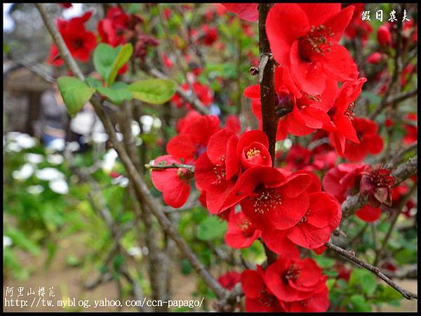 阿里山櫻花DSC_4089 阿里山櫻花DSC_4089