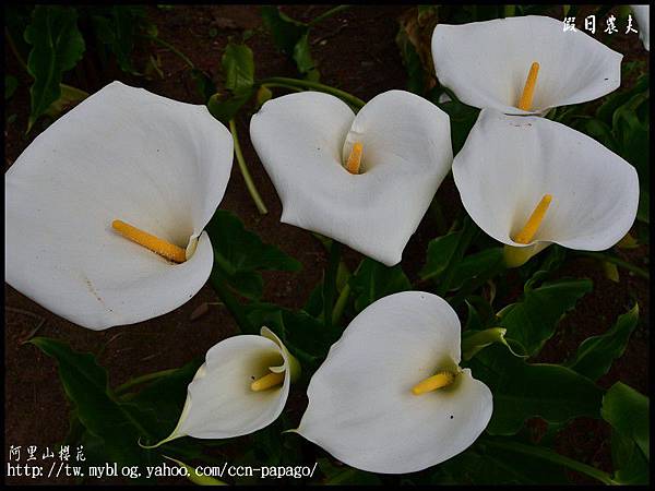 阿里山櫻花DSC_4090 阿里山櫻花DSC_4090
