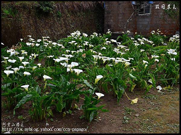 阿里山櫻花DSC_4093 阿里山櫻花DSC_4093