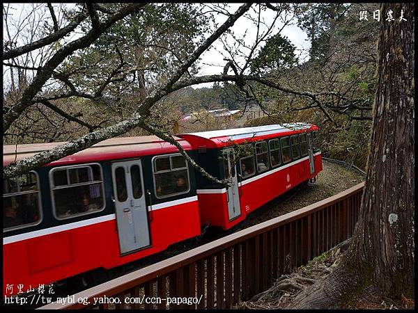 阿里山櫻花DSC_4098 阿里山櫻花DSC_4098
