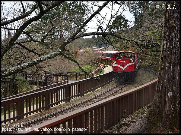 阿里山櫻花DSC_4111 阿里山櫻花DSC_4111