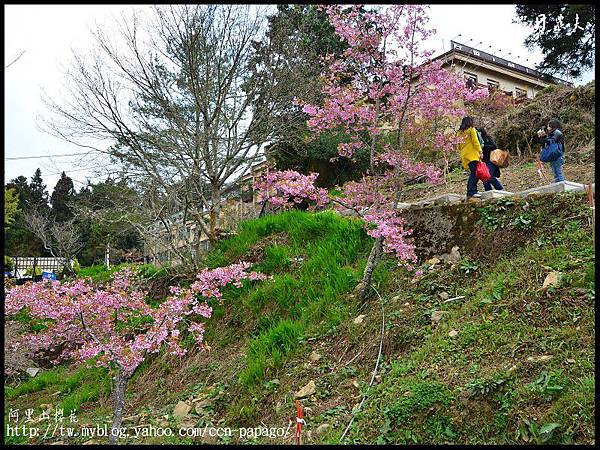 阿里山櫻花DSC_4124 阿里山櫻花DSC_4124