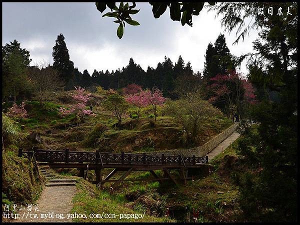 阿里山櫻花DSC_4128 阿里山櫻花DSC_4128