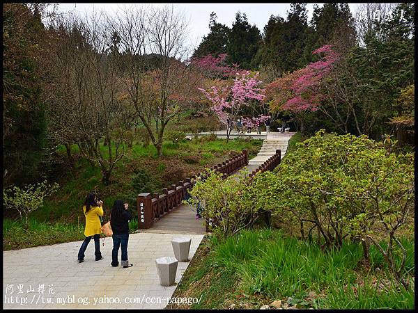 阿里山櫻花DSC_4129 阿里山櫻花DSC_4129