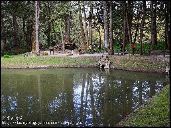 阿里山櫻花DSC_4134 阿里山櫻花DSC_4134