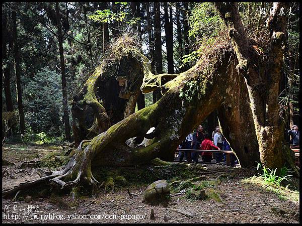 阿里山櫻花DSC_4145 阿里山櫻花DSC_4145