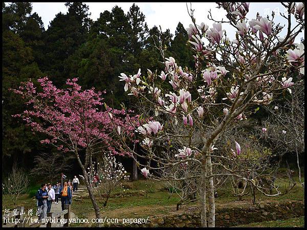 阿里山櫻花DSC_4153 阿里山櫻花DSC_4153