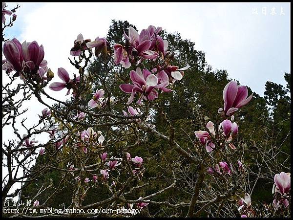 阿里山櫻花DSC_4157 阿里山櫻花DSC_4157