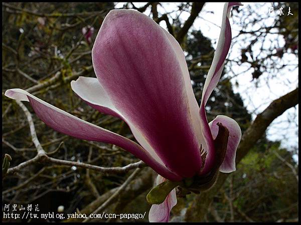 阿里山櫻花DSC_4161 阿里山櫻花DSC_4161
