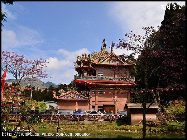 阿里山櫻花DSC_4170 阿里山櫻花DSC_4170