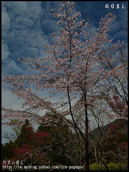 阿里山櫻花DSC_4179 阿里山櫻花DSC_4179