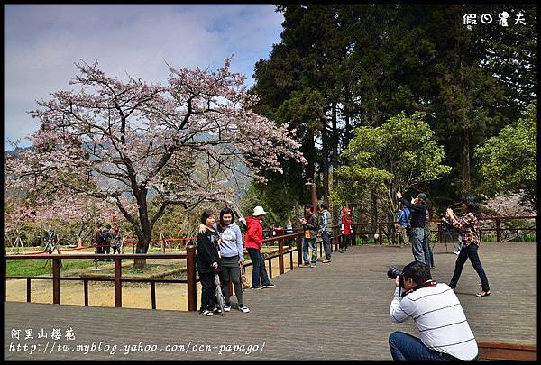 阿里山櫻花DSC_4249 阿里山櫻花DSC_4249