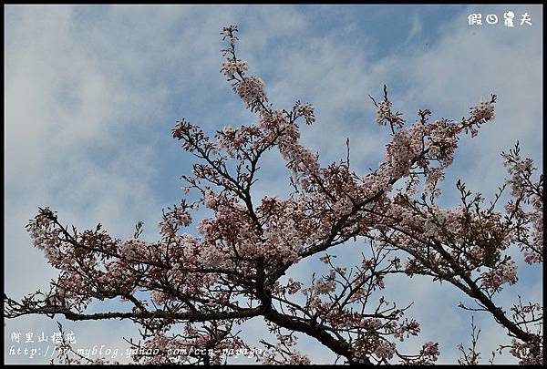 阿里山櫻花DSC_4266 阿里山櫻花DSC_4266