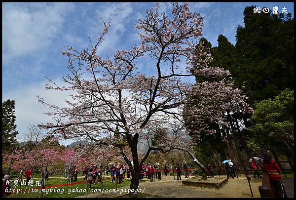 阿里山櫻花DSC_4272 阿里山櫻花DSC_4272