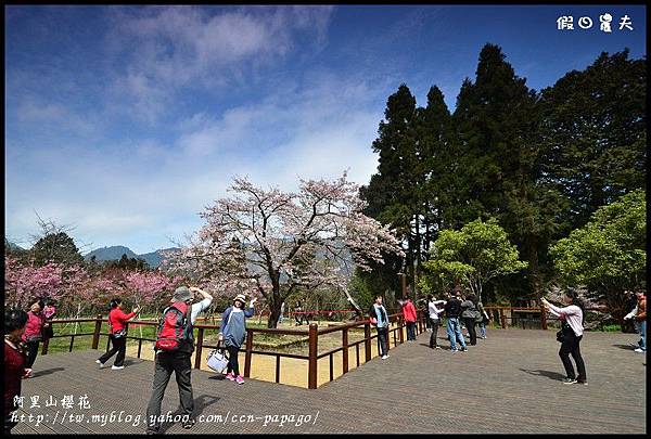 阿里山櫻花DSC_4291 阿里山櫻花DSC_4291