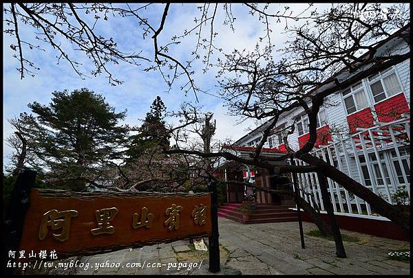 阿里山櫻花DSC_4300 阿里山櫻花DSC_4300