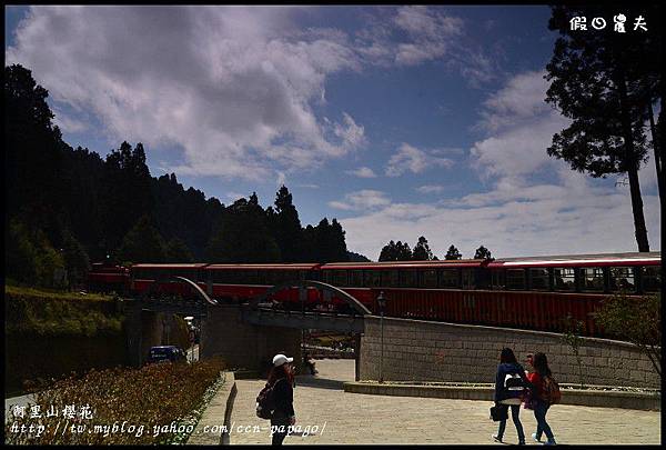 阿里山櫻花DSC_4315 阿里山櫻花DSC_4315