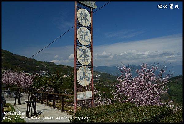 隙é 隙頂河津櫻DSC_4321