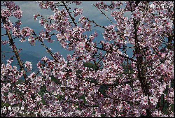 隙é 隙頂河津櫻DSC_4323