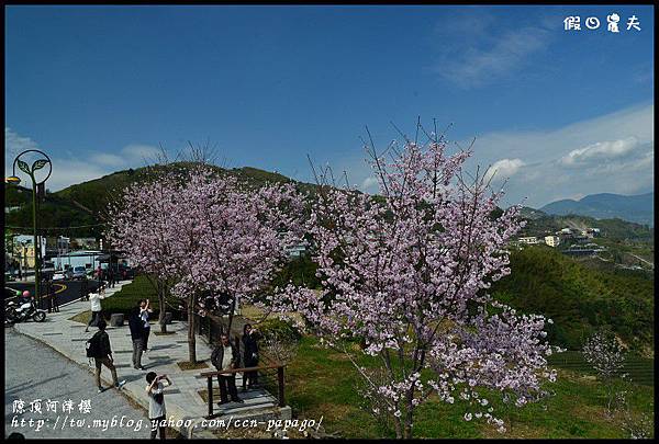 隙é 隙頂河津櫻DSC_4324