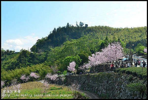 隙é 隙頂河津櫻DSC_4328