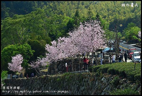 隙é 隙頂河津櫻DSC_4329
