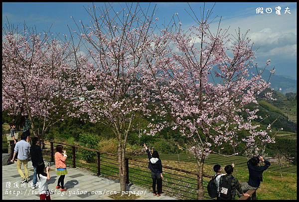 隙é 隙頂河津櫻DSC_4341