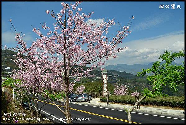 隙é 隙頂河津櫻DSC_4345