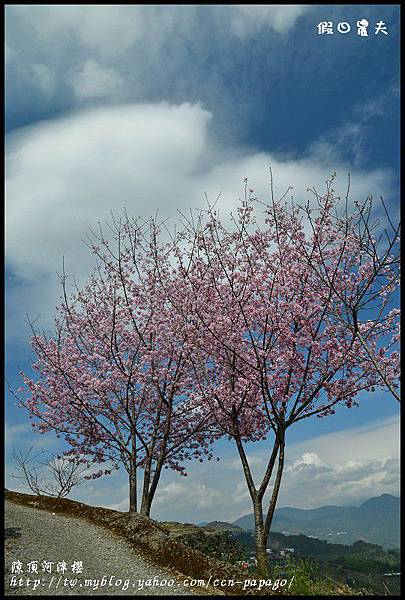 隙é 隙頂河津櫻DSC_4346