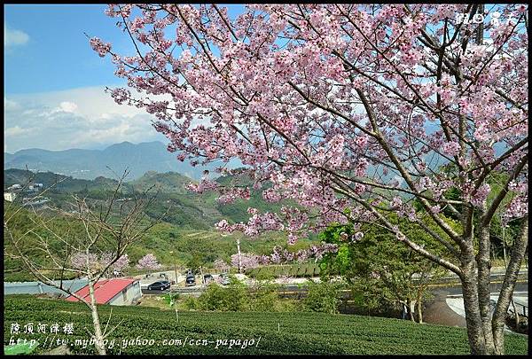 隙é 隙頂河津櫻DSC_4347