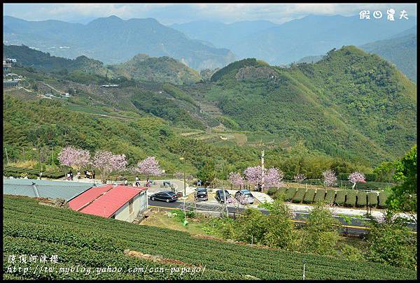 隙é 隙頂河津櫻DSC_4349