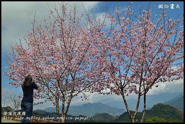 隙é 隙頂河津櫻DSC_4351
