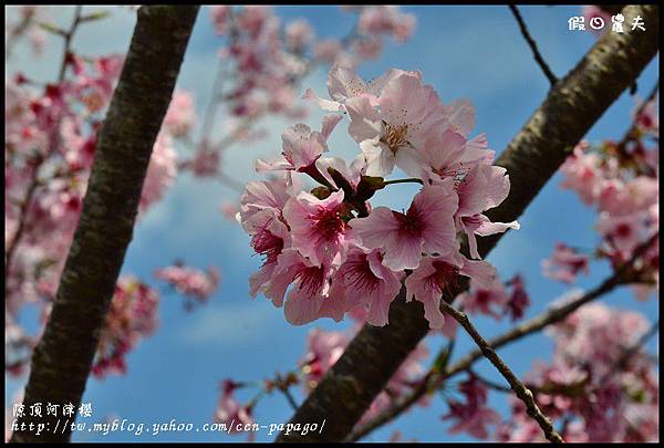 隙é 隙頂河津櫻DSC_4353