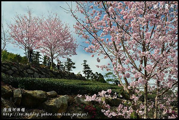 隙é 隙頂河津櫻DSC_4363