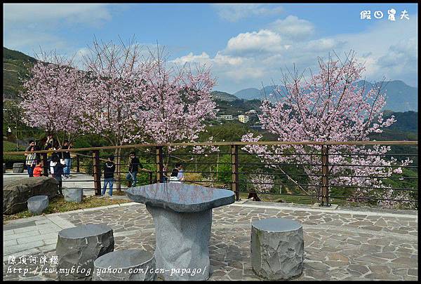 隙é 隙頂河津櫻DSC_4366