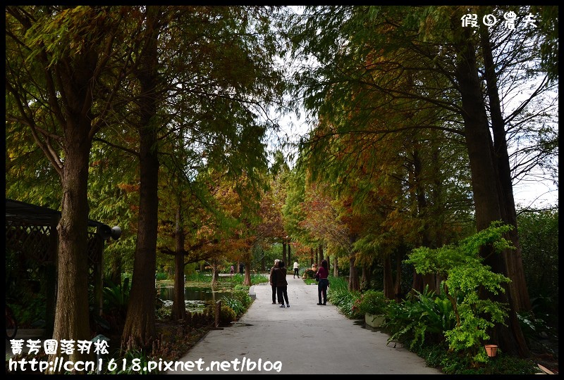菁芳園落羽松DSC_0345 菁芳園落羽松DSC_0345