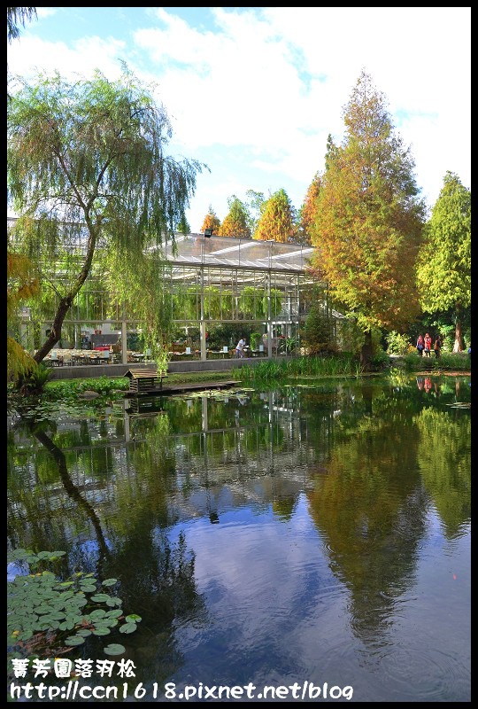 菁芳園落羽松DSC_0350 菁芳園落羽松DSC_0350
