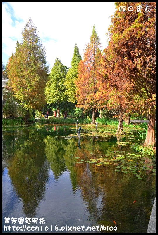 菁芳園落羽松DSC_0351 菁芳園落羽松DSC_0351