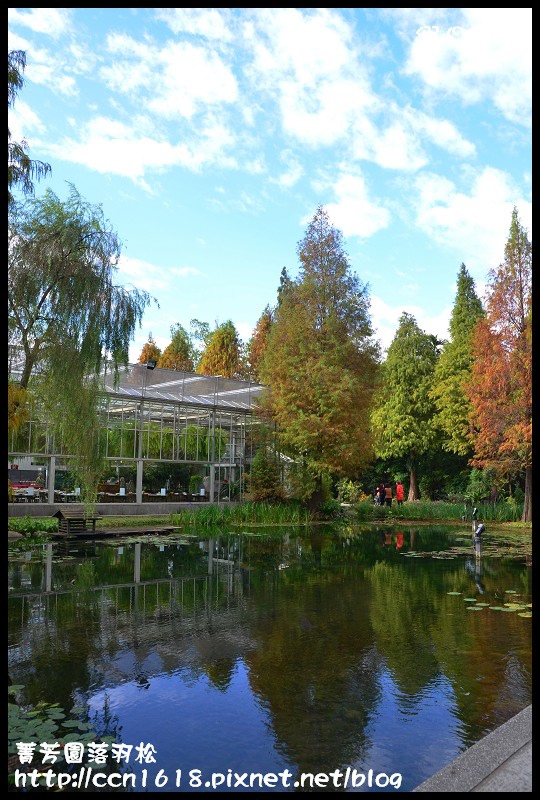 菁芳園落羽松DSC_0353 菁芳園落羽松DSC_0353