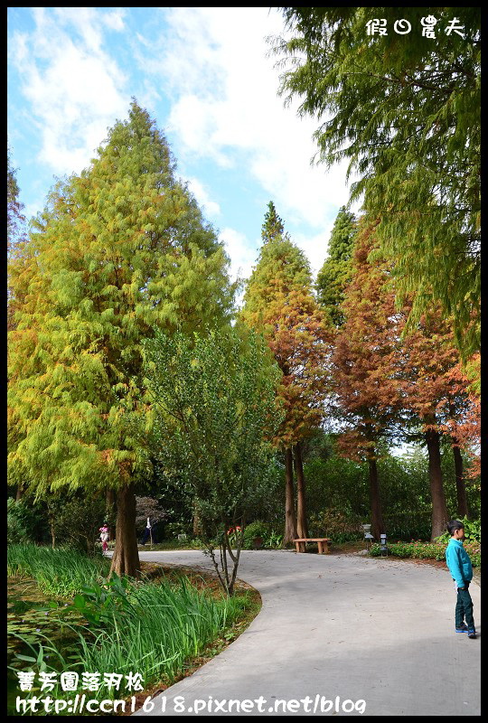 菁芳園落羽松DSC_0355 菁芳園落羽松DSC_0355