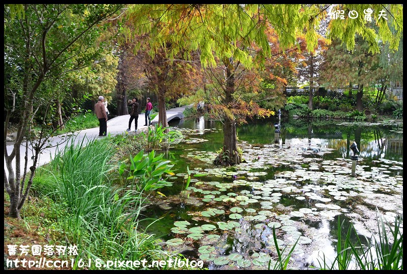 菁芳園落羽松DSC_0359 菁芳園落羽松DSC_0359