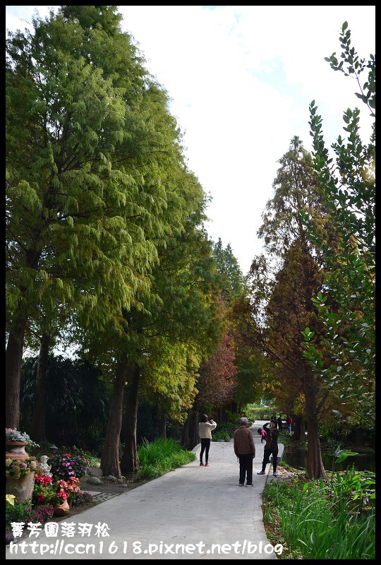 菁芳園落羽松DSC_0357 菁芳園落羽松DSC_0357