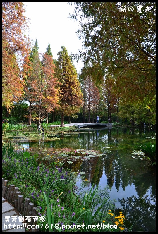 菁芳園落羽松DSC_0362 菁芳園落羽松DSC_0362