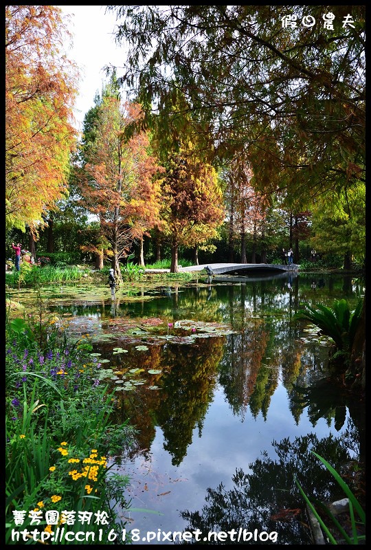 菁芳園落羽松DSC_0363 菁芳園落羽松DSC_0363