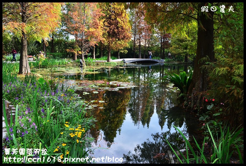 菁芳園落羽松DSC_0364 菁芳園落羽松DSC_0364