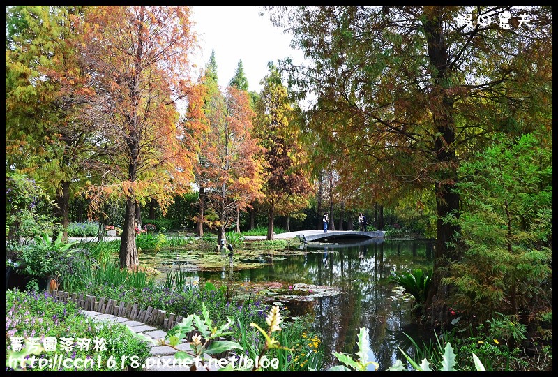 菁芳園落羽松DSC_0366 菁芳園落羽松DSC_0366