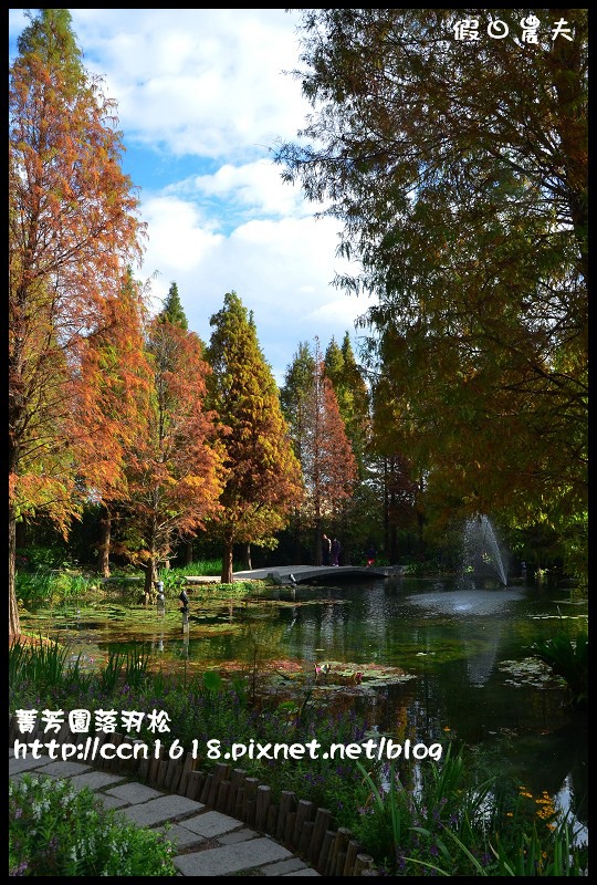 菁芳園落羽松DSC_0369 菁芳園落羽松DSC_0369