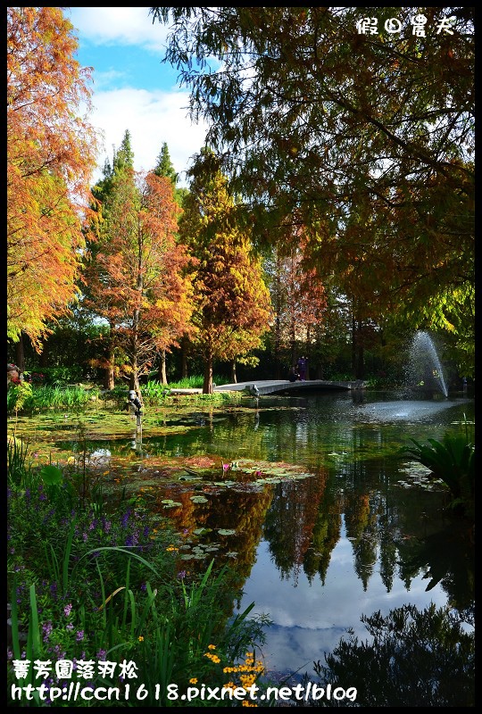 菁芳園落羽松DSC_0371 菁芳園落羽松DSC_0371
